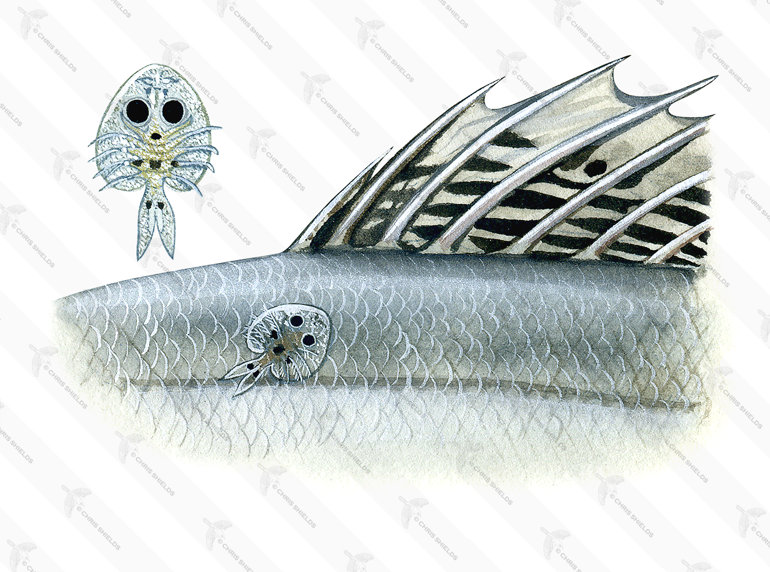 Illustration of Fish Louse (Argulus) (#1527)