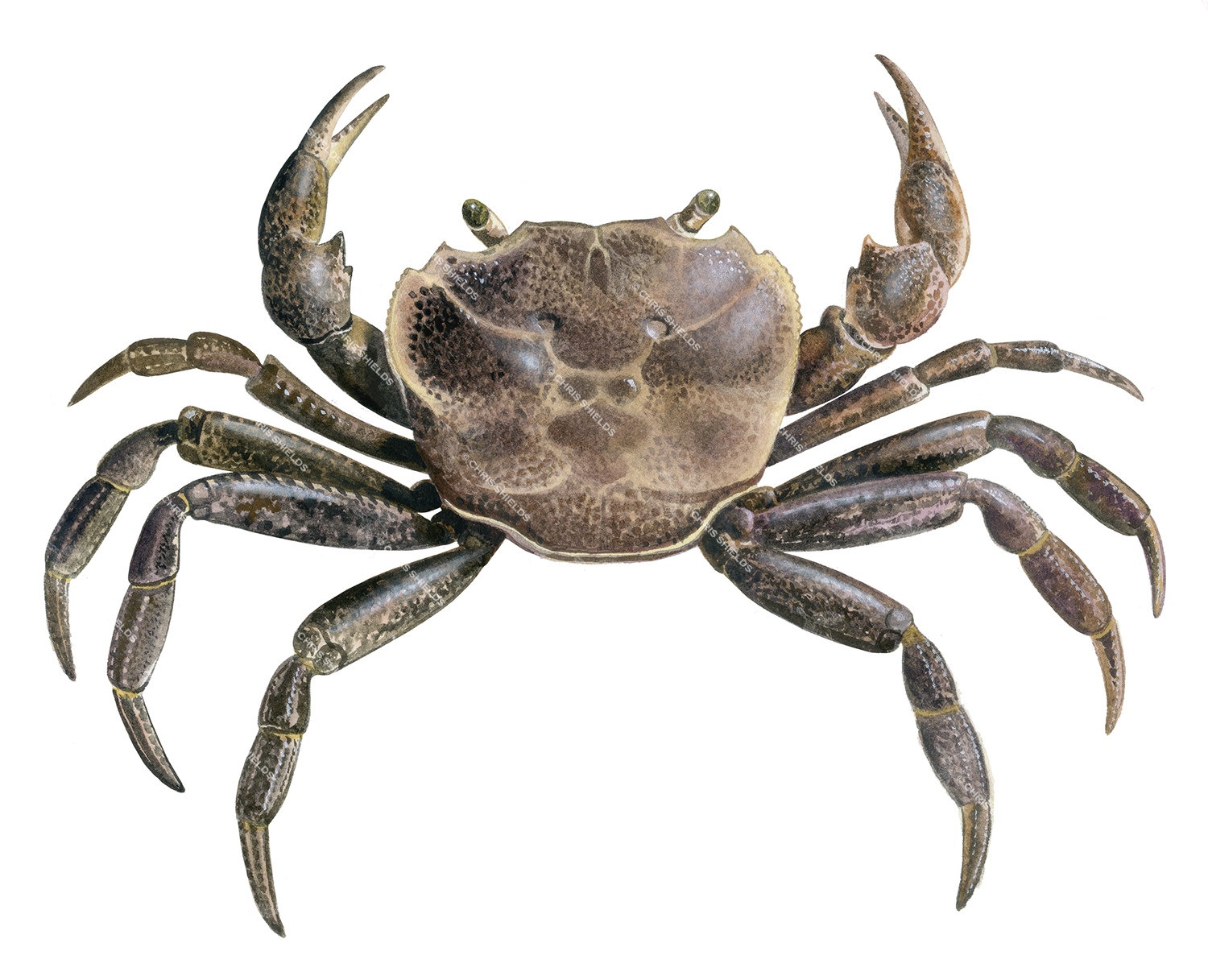 Illustration of Fresh Water Crab (Potamon ibericum) (#4420)