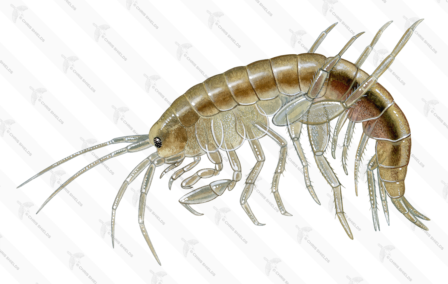 Illustration of Freshwater shrimp (Gammarus pulex) (#2837)