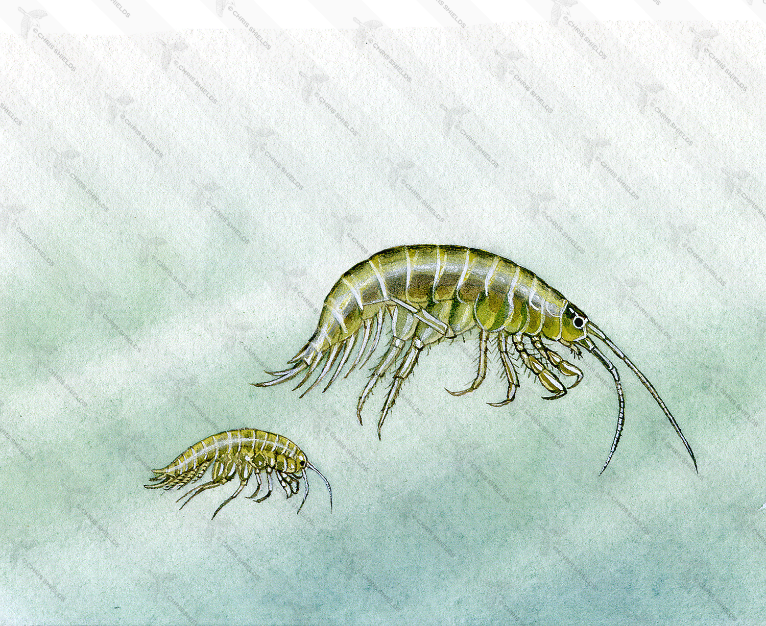 Illustration of Freshwater Shrimp (Gammarus pulex) & (Crangonyx pseudogracilis) (#1528)