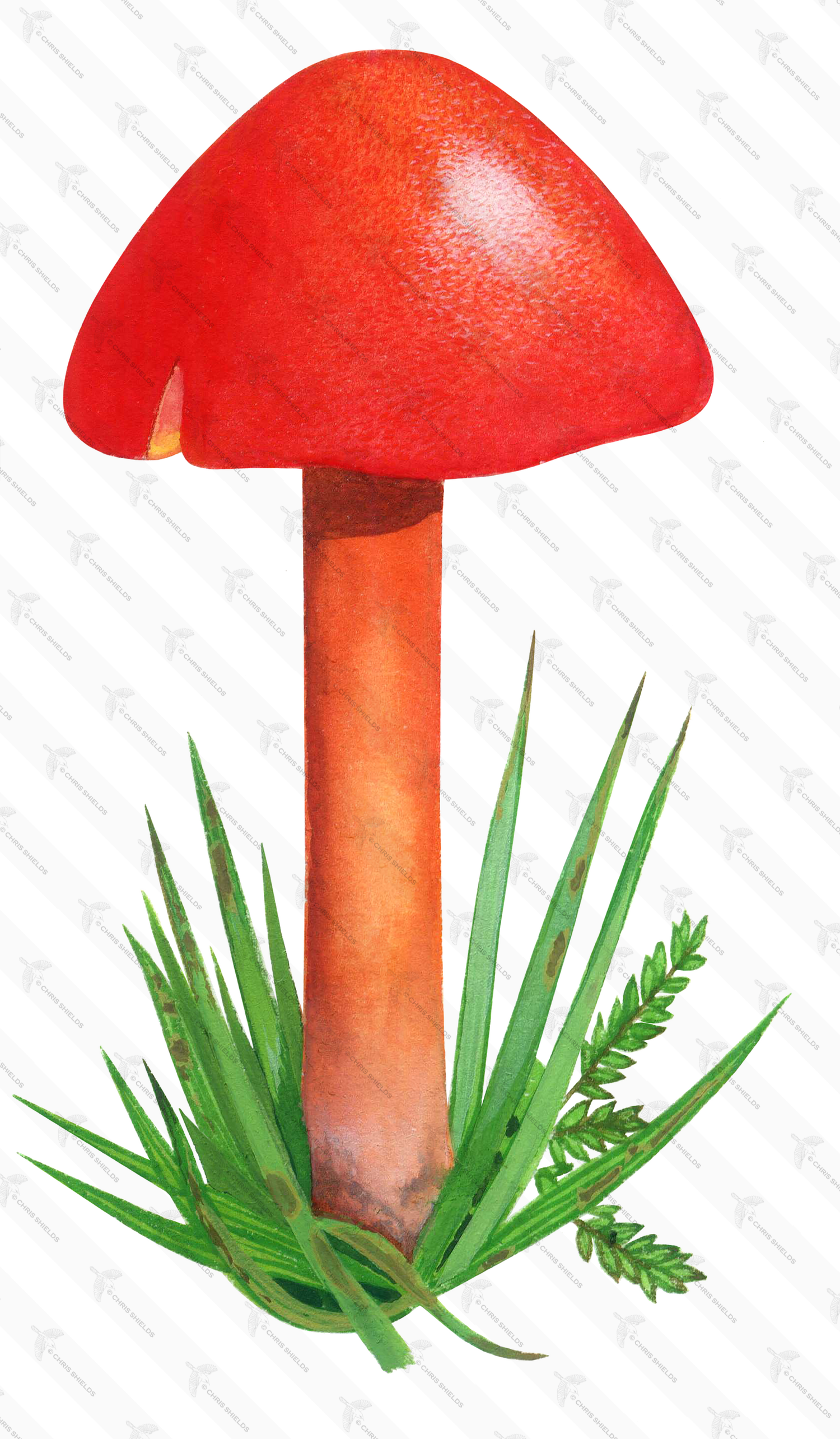 Illustration of Gliophorus psittacina var. perplexa (Parrot Waxcap) (#4482)