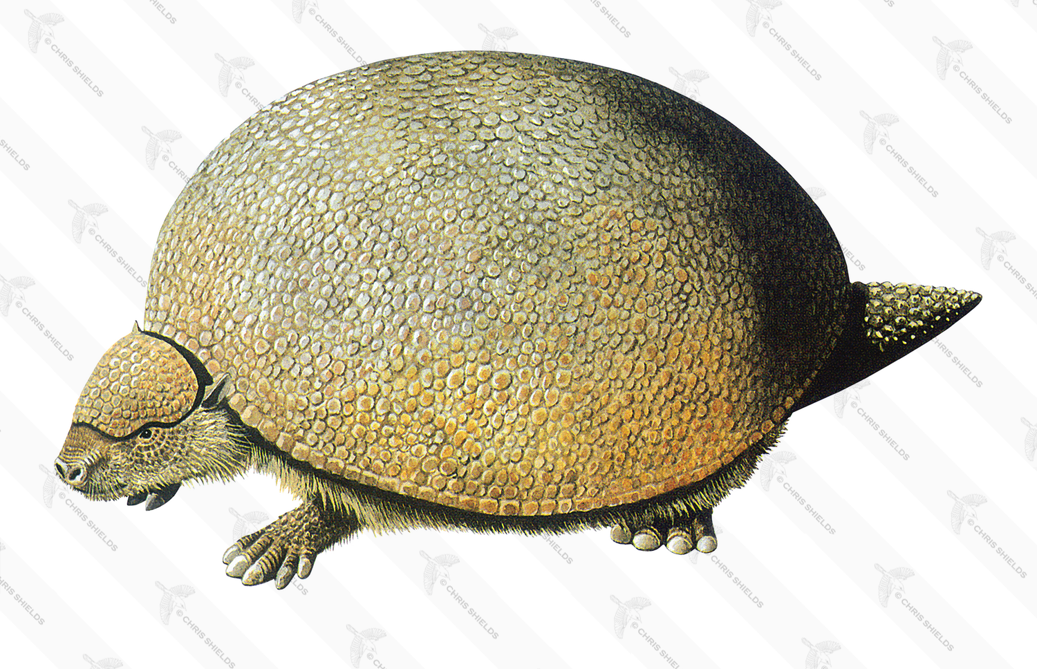 Illustration of Glyptodon (#0587)