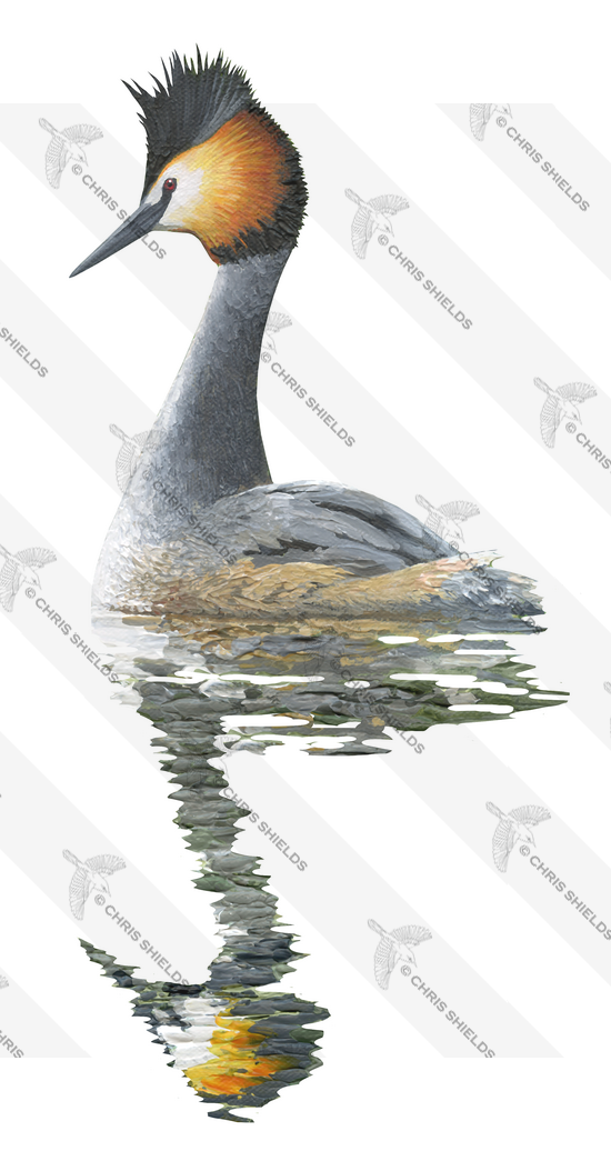 Illustration of Great Crested Grebe (Podiceps cristatus) (#4739)