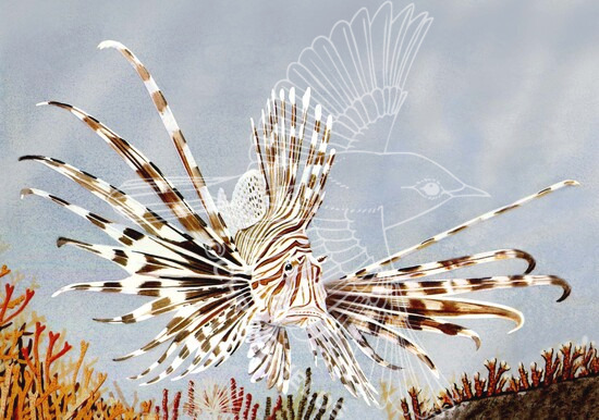 Illustration of Lionfish (Pterois volitans) (#0218)