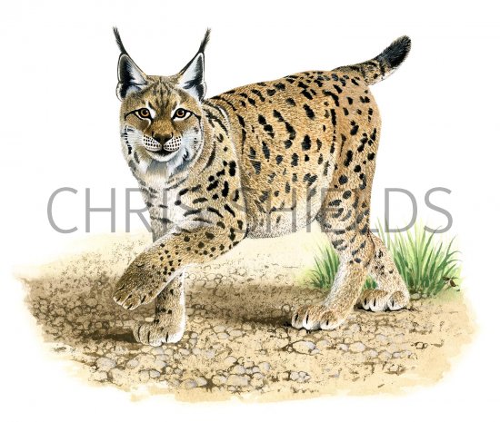 Illustration of Lynx (Lynx lynx) (#2302)