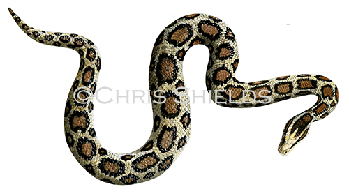 Illustration of Burmese python (Pythonmolurus bivittatus) (#4533)