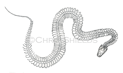 Illustration of Burmese python skeleton (Pythonmolurus bivittatus) (#0706)