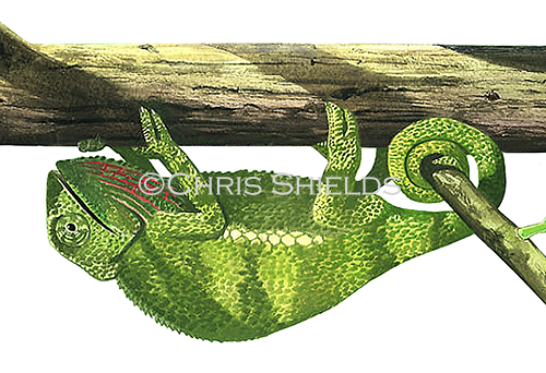 Illustration of Chameleon (Chamaeleo chamaeleon) (#1155)