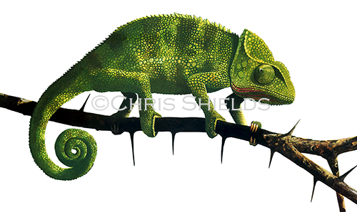 Illustration of Chameleon (Chamaeleo chamaeleon) (#1448)