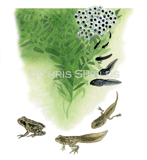 Illustration of Common Frog Life Cycle (Rana temporaria) (#1078)