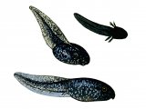 Illustration of Common Frog (Rana temporaria) life cycle (#3342)