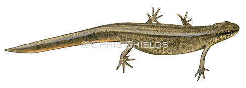 Illustration of Common Newt female (Lissotriton vulgaris) (#1878)