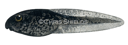 Illustration of Common Toad tadpole (Bufo bufo) (#4526)
