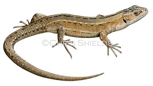 Illustration of Common or Viviparous Lizard male (Zootoca vivipara) (#4500)
