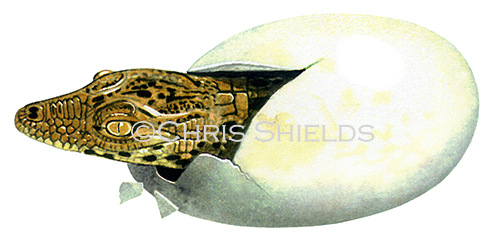 Illustration of Crocodile (Crocodylus niloticus) (#0886)