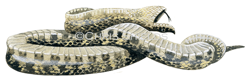 Illustration of Eastern Hognose Snake (Heterodon platyrhinos) (#0796)