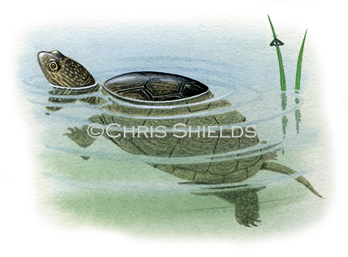 Illustration of European Pond Terrapin (Emys orbicularis) (#0386)