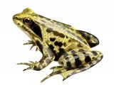 Illustration of Common Frog (Rana temporaria) (#2133)