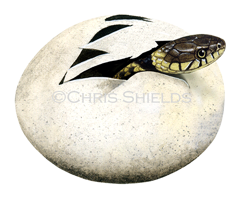 Illustration of Grass Snake egg (Natrix natrix) (#2129)