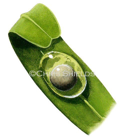 Illustration of Great Crested Newt egg (Triturus cristatus) (#3103)