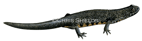 Illustration of Great Crested Newt male (Triturus cristatus) (#4517)