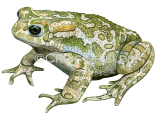 Illustration of Green Toad (Bufotes viridis) (#4721)