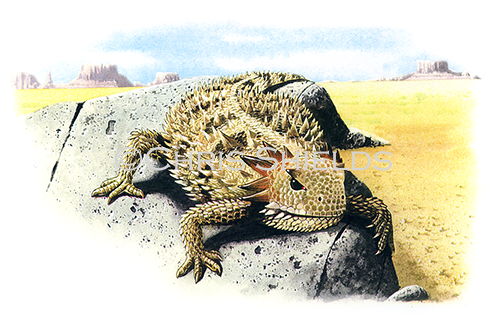 Illustration of Horned Lizard (Phrynosoma coronatum) (#0887)