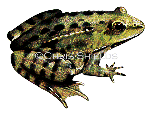 Illustration of Marsh Frog (Rana ribibunda) (#1479)
