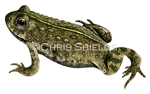 Illustration of Natterjack Toad (Epidalea calamita) (#1303)