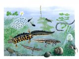 Illustration of Pond Life (#0718)