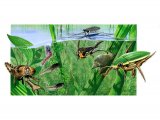 Illustration of Pond Life (#2134)