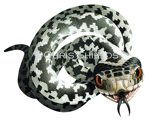 Illustration of Viper (#3090)