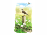 Illustration of Ainsdale Sands Scene (#3362)