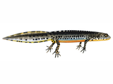 Illustration of Alpine Newt (Ichthyosaura alpestris) (#0696)