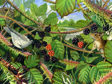 Illustration of Bramble Hedge (#1948)