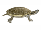 Illustration of Branderhorst's Snapping Turtle (Elseya branderhorsti) (#4744)