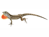 Illustration of Brown Anole (Anolis sagrei) (#4520)