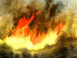Illustration of Bush Fire (#2305)