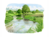 Illustration of Chalk Stream (#2832)
