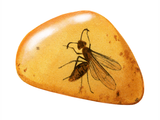 Fly preserved in Amber (#0226)
