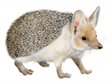 Long-eared Hedgehog (Hemiechinus auritus) (#4567)