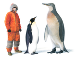 Illustration of Mega Penguin (Palaeeudyptes klekowskii ..(size comparison with person and emperor penguin) (#2803)