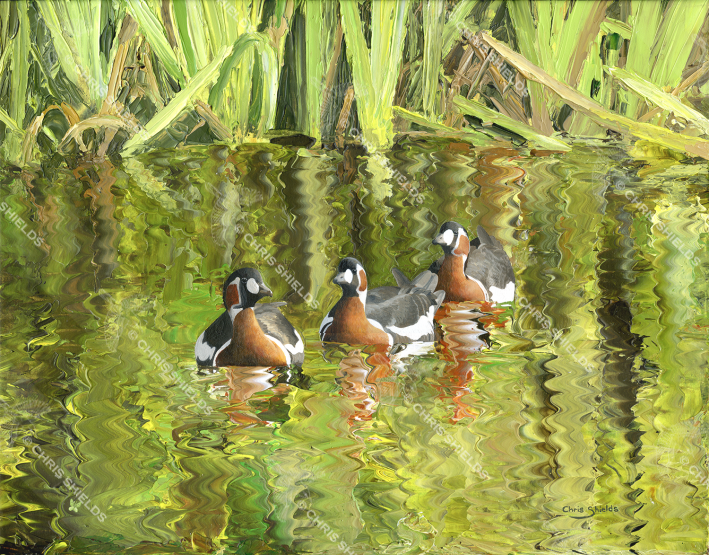 Painting of Red-breasted Geese
