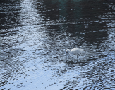 Spoonbill on Blue Waters