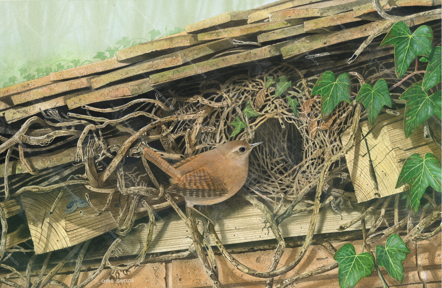 Painting of Wren at Her Nest